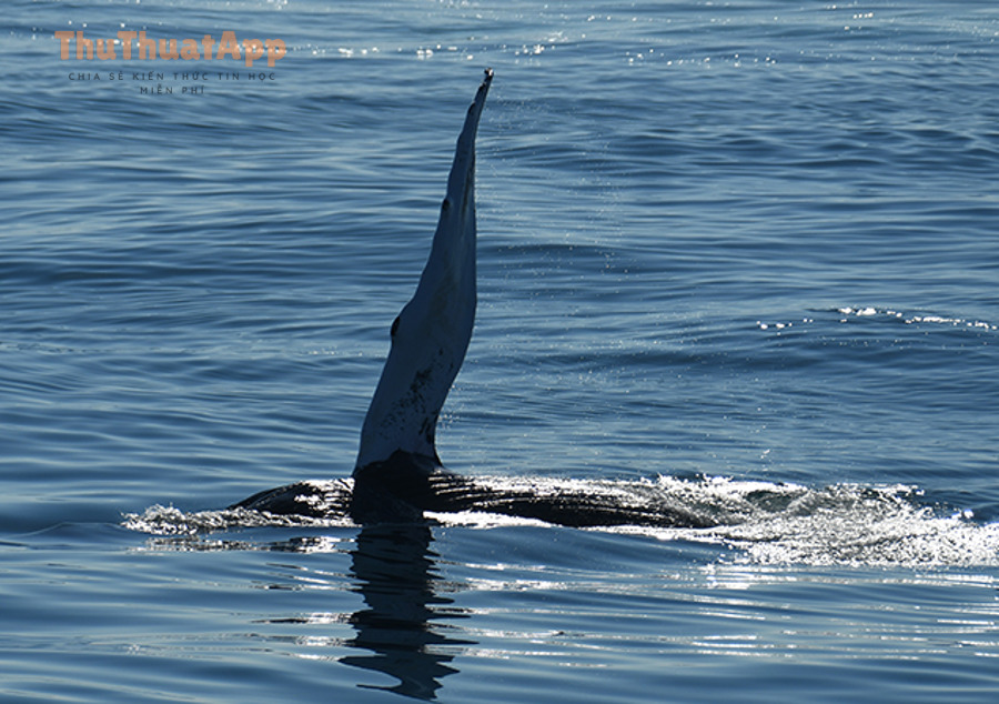 06 25 22 230pm Quote flipper 046 David Lockwood DSC 4109
