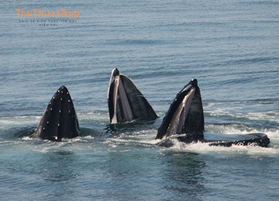 Tối ưu cách sắp xếp grid Instagram cho người mới: đẹp hay rối 3 07 13 22 12pm Bubble Feeding Humpbacks by Colin Greeley DSC 0894 1 1