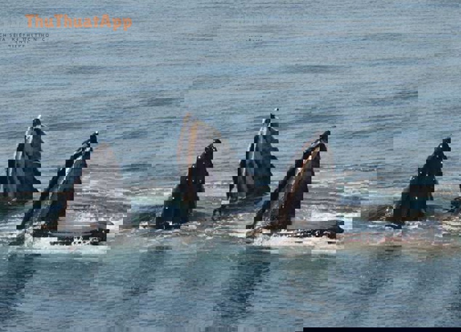 07 13 22 12pm Bubble Feeding Humpbacks by Colin Greeley DSC 0894 1