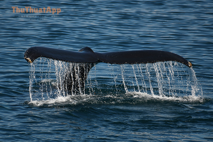 6 29 22 10am A plus Diving Sydney Cicero DSC 4784
