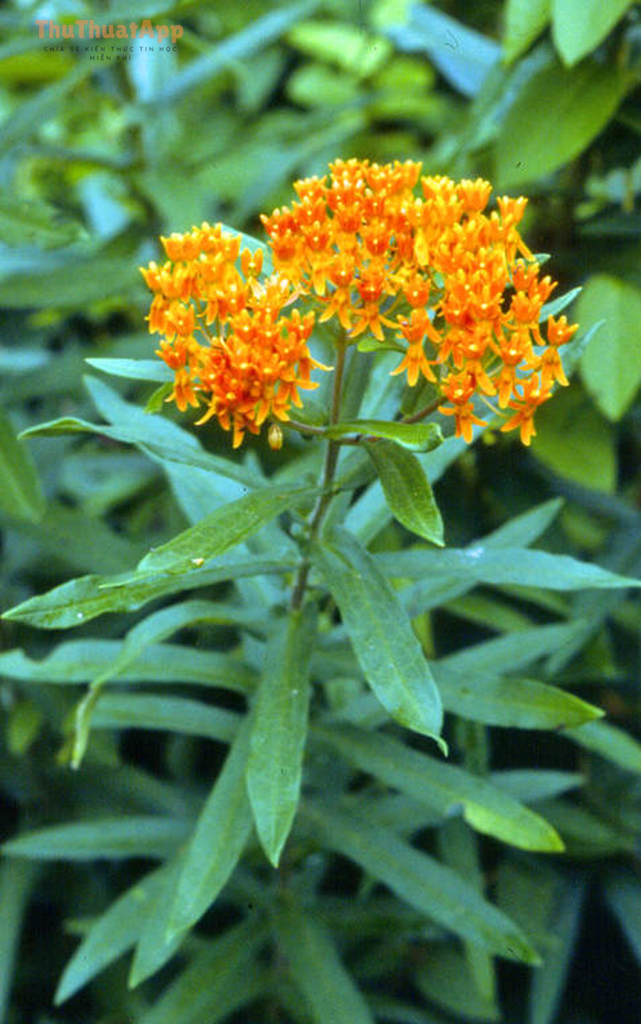 Hướng dẫn tua 10/5 giây YouTube cho người mới: nhanh/chậm 3 asclepias tuberosa lstritch lg